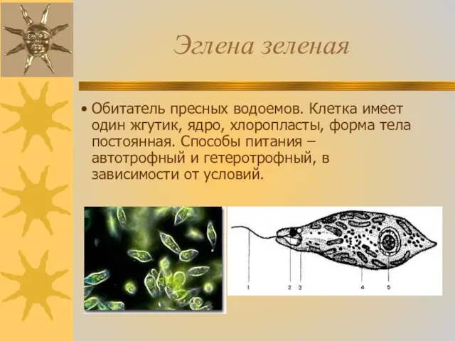 Эглена зеленая Обитатель пресных водоемов. Клетка имеет один жгутик, ядро, хлоропласты,