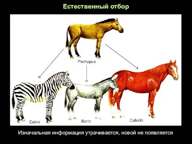 Естественный отбор Изначальная информация утрачивается, новой не появляется