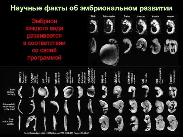 Научные факты об эмбриональном развитии Эмбрион каждого вида развивается в соответствии со своей программой