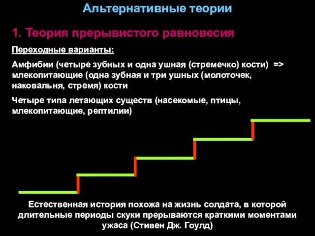 Альтернативные теории 1. Теория прерывистого равновесия Переходные варианты: Амфибии (четыре зубных