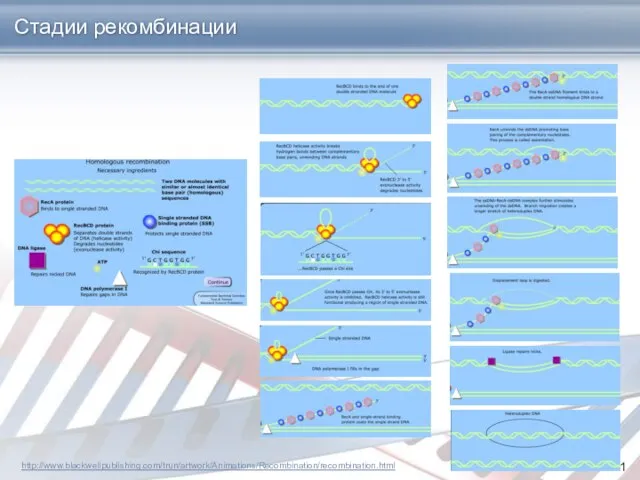 Стадии рекомбинации http://www.blackwellpublishing.com/trun/artwork/Animations/Recombination/recombination.html