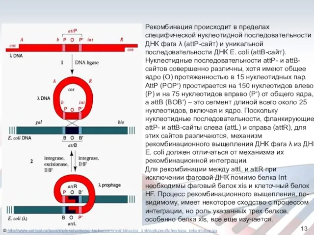 Рекомбинация происходит в пределах специфической нуклеотидной последовательности ДНК фага λ (attP-сайт)