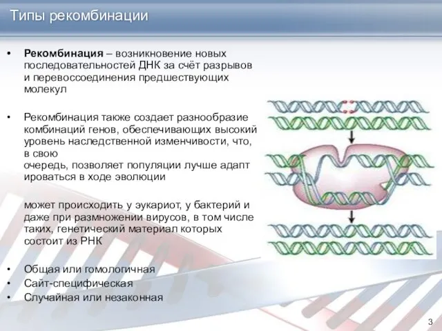 Типы рекомбинации Рекомбинация – возникновение новых последовательностей ДНК за счёт разрывов