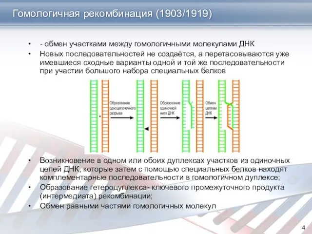 Гомологичная рекомбинация (1903/1919) - обмен участками между гомологичными молекулами ДНК Новых