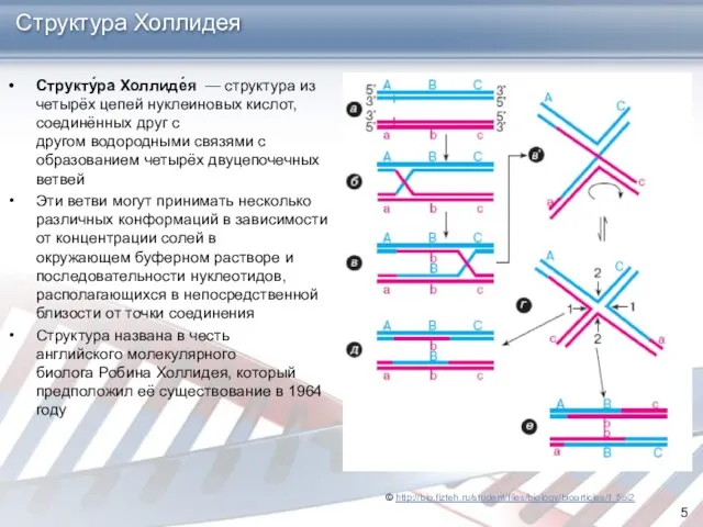 Структура Холлидея Структу́ра Холлиде́я — структура из четырёх цепей нуклеиновых кислот,