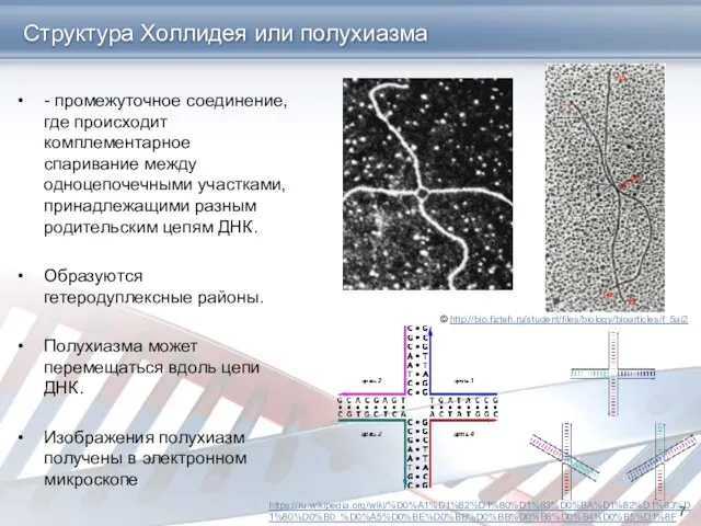 Структура Холлидея или полухиазма - промежуточное соединение, где происходит комплементарное спаривание