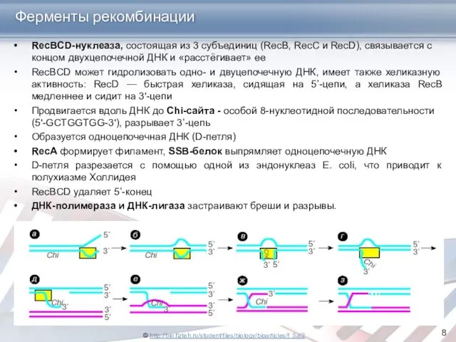 Ферменты рекомбинации RecBCD-нуклеаза, состоящая из 3 субъединиц (RecB, RecC и RecD),