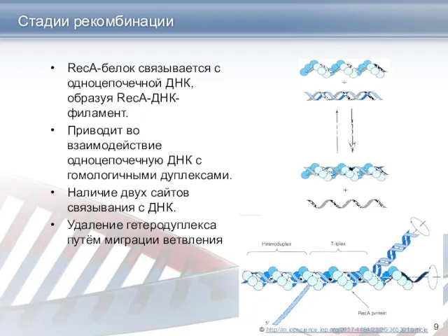 Стадии рекомбинации RecA-белок связывается с одноцепочечной ДНК, образуя RecA-ДНК-филамент. Приводит во