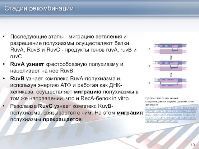 Стадии рекомбинации Последующие этапы - миграцию ветвления и разрешение полухиазмы осуществляют