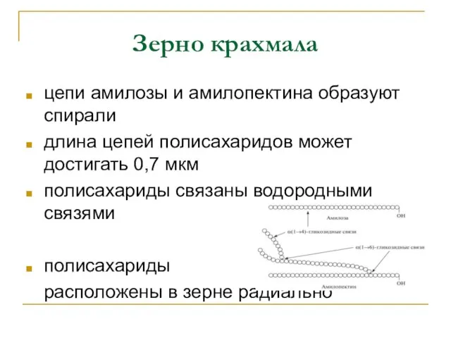 Зерно крахмала цепи амилозы и амилопектина образуют спирали длина цепей полисахаридов