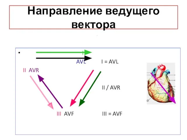 Направление ведущего вектора I AVL I = AVL II AVR II