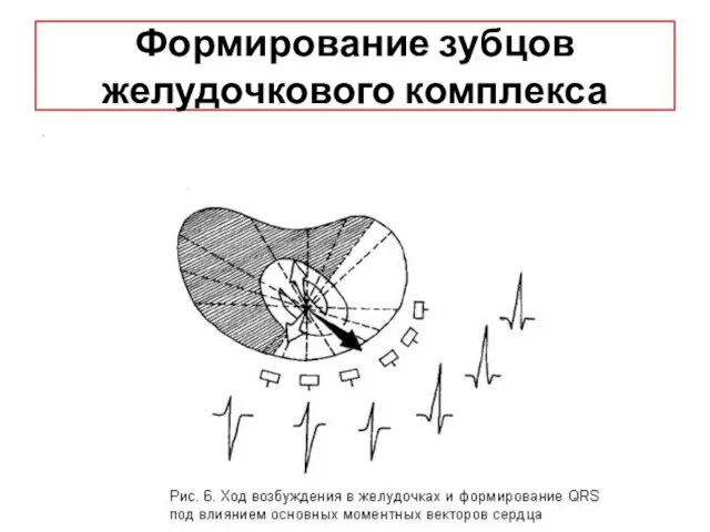 Формирование зубцов желудочкового комплекса .