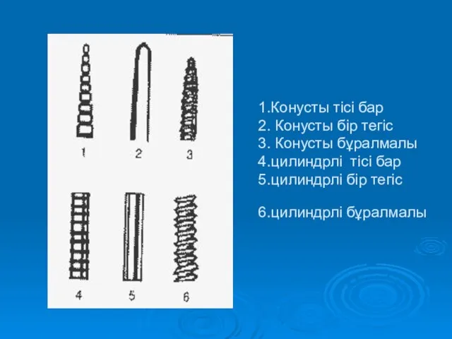 1.Конусты тісі бар 2. Конусты бір тегіс 3. Конусты бұралмалы 4.цилиндрлі