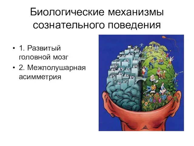 Биологические механизмы сознательного поведения 1. Развитый головной мозг 2. Межполушарная асимметрия