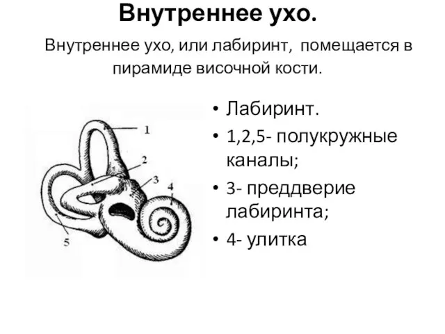 Внутреннее ухо. Внутреннее ухо, или лабиринт, помещается в пирамиде височной кости.