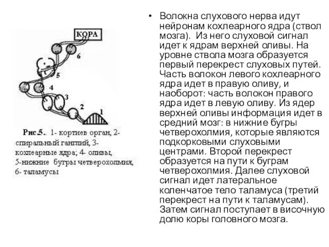 Волокна слухового нерва идут нейронам кохлеарного ядра (ствол мозга). Из него