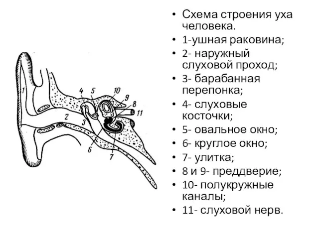 Схема строения уха человека. 1-ушная раковина; 2- наружный слуховой проход; 3-