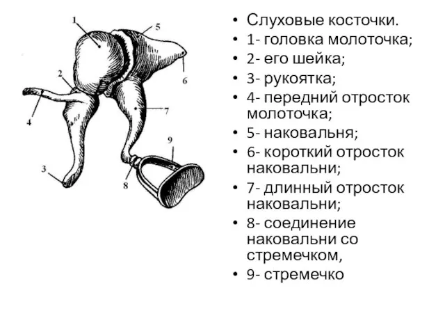 Слуховые косточки. 1- головка молоточка; 2- его шейка; 3- рукоятка; 4-