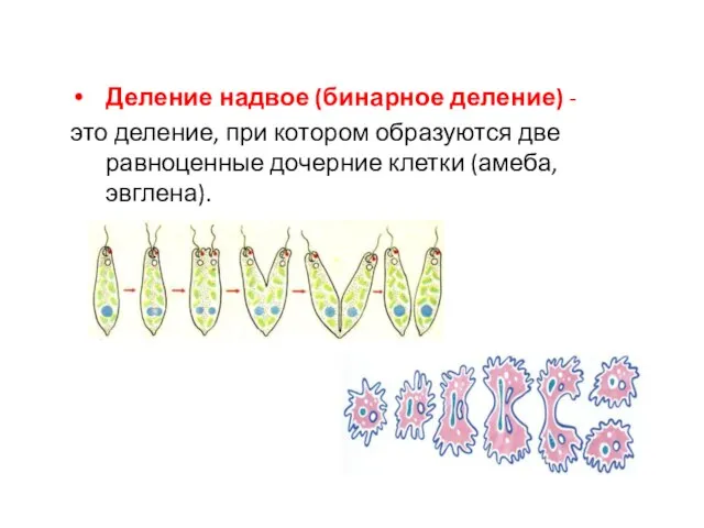 Деление надвое (бинарное деление) - это деление, при котором образуются две равноценные дочерние клетки (амеба, эвглена).