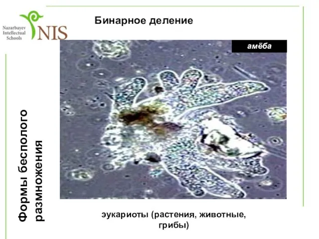 Формы бесполого размножения 2. Бинарное деление Организмы: одноклеточные эукариоты (растения, животные, грибы) амёба