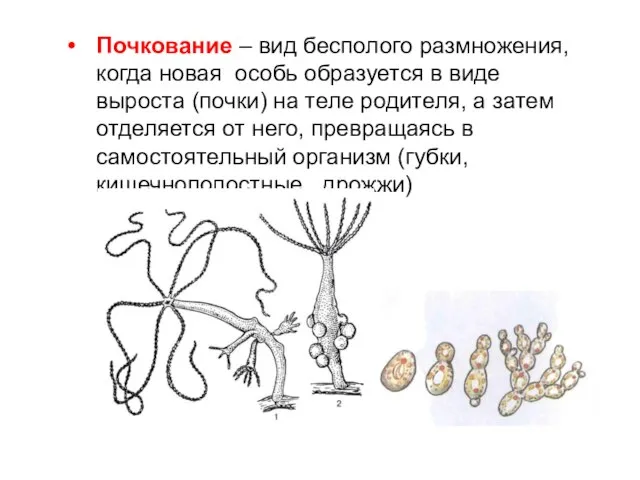 Почкование – вид бесполого размножения, когда новая особь образуется в виде