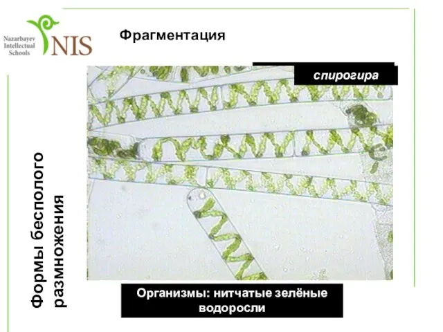 Формы бесполого размножения 6Фрагментация дождевой червь Организмы: тип кольчатые черви Организмы: нитчатые зелёные водоросли спирогира