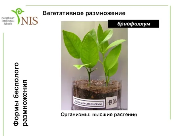 Формы бесполого размножения 7. Вегетативное размножение Организмы: высшие растения бриофиллум бриофиллум