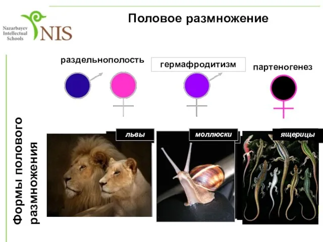 Формы полового размножения Половое размножение раздельнополость гермафродитизм партеногенез жуки-носороги гуппи лебеди