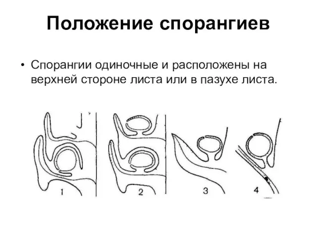 Положение спорангиев Спорангии одиночные и расположены на верхней стороне листа или в пазухе листа.