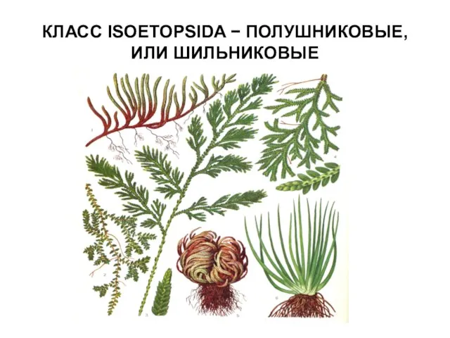 КЛАСС ISOETOPSIDA − ПОЛУШНИКОВЫЕ, ИЛИ ШИЛЬНИКОВЫЕ