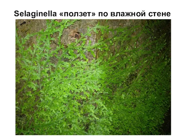 Selaginella «ползет» по влажной стене