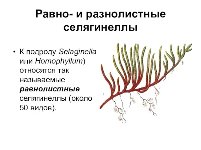 Равно- и разнолистные селягинеллы К подроду Selaginella или Homophyllum) относятся так