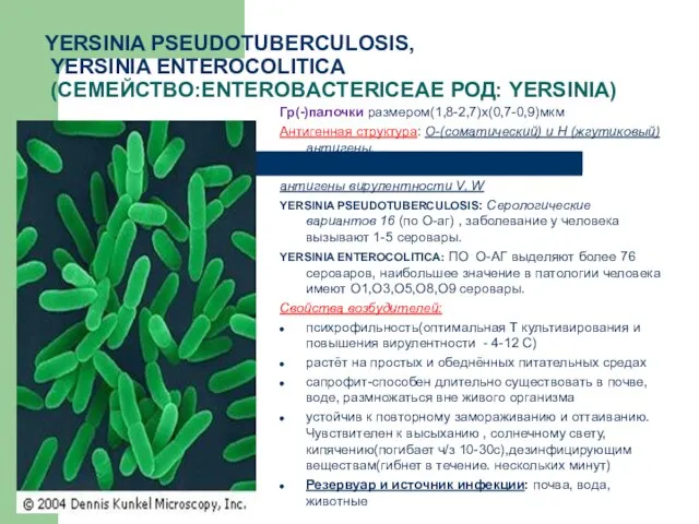 YERSINIA PSEUDOTUBERCULOSIS, YERSINIA ENTEROCOLITICA (СЕМЕЙСТВО:ENTEROBACTERICEAE РОД: YERSINIA) Гр(-)палочки размером(1,8-2,7)х(0,7-0,9)мкм Антигенная структура: