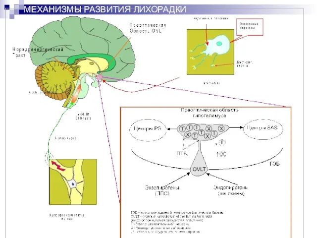 МЕХАНИЗМЫ РАЗВИТИЯ ЛИХОРАДКИ