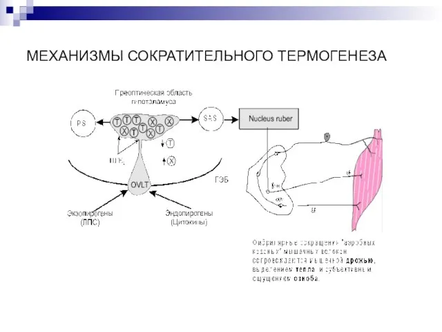 МЕХАНИЗМЫ СОКРАТИТЕЛЬНОГО ТЕРМОГЕНЕЗА