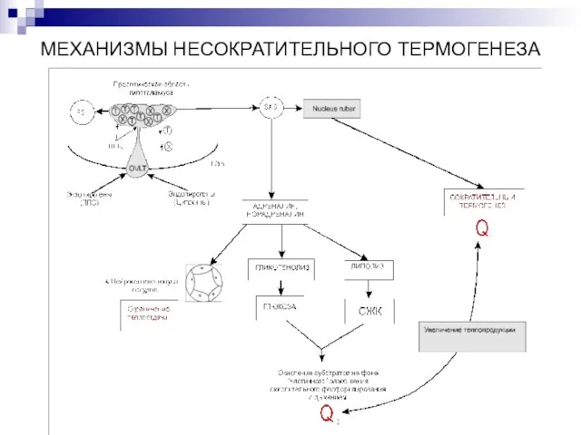 МЕХАНИЗМЫ НЕСОКРАТИТЕЛЬНОГО ТЕРМОГЕНЕЗА