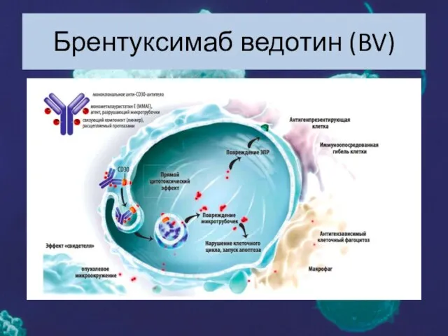 Брентуксимаб ведотин (BV)