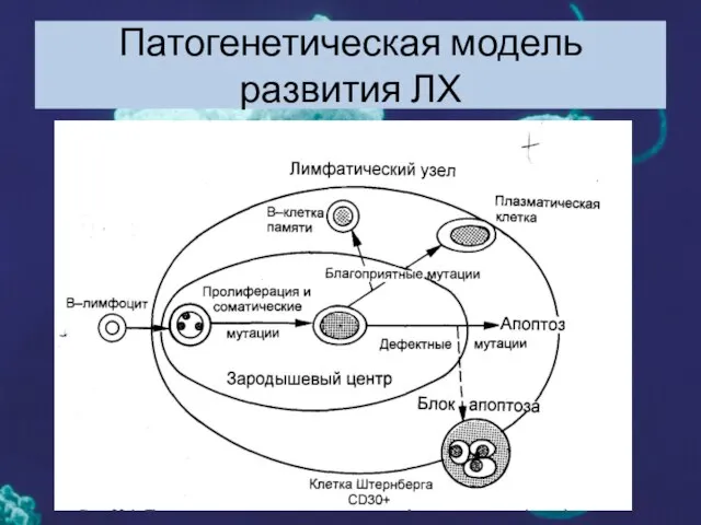 Патогенетическая модель развития ЛХ