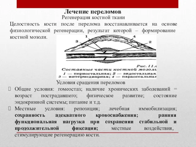 Лечение переломов Регенерация костной ткани Целостность кости после перелома восстанавливается на