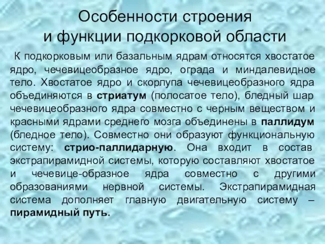 Особенности строения и функции подкорковой области К подкорковым или базальным ядрам