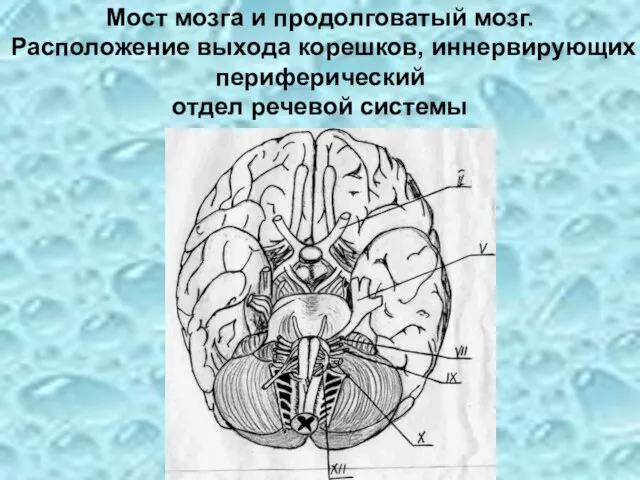 Мост мозга и продолговатый мозг. Расположение выхода корешков, иннервирующих периферический отдел речевой системы