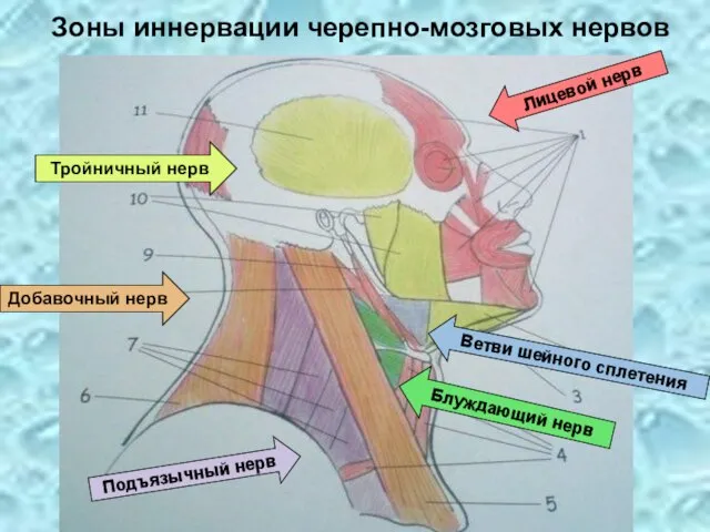 Зоны иннервации черепно-мозговых нервов Тройничный нерв Лицевой нерв Добавочный нерв Блуждающий