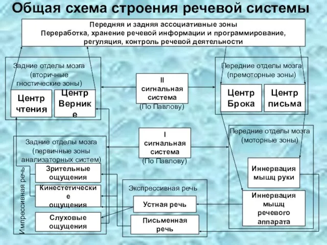 Общая схема строения речевой системы Передняя и задняя ассоциативные зоны Переработка,