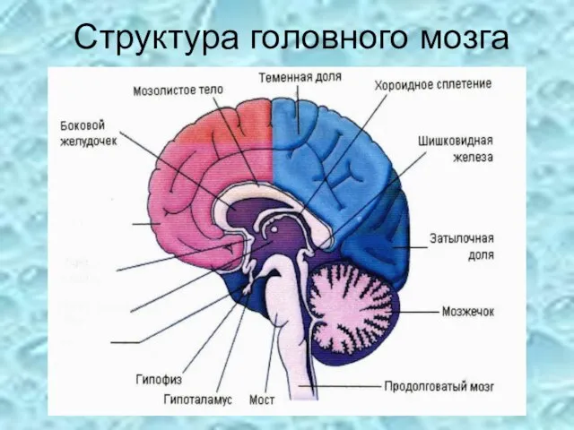 Структура головного мозга