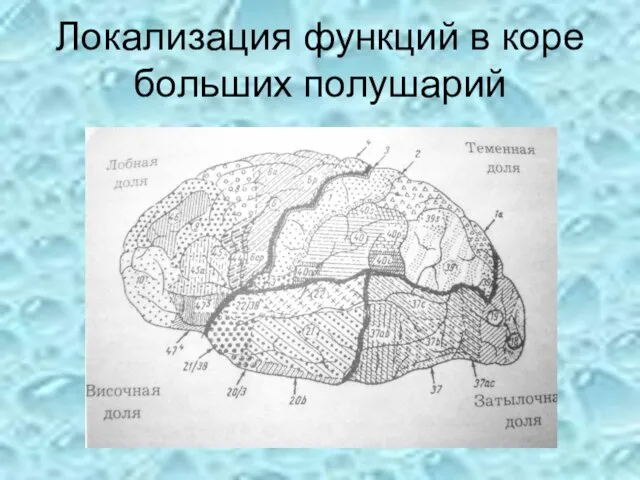 Локализация функций в коре больших полушарий