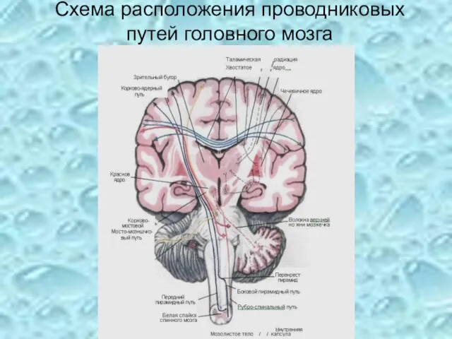 Схема расположения проводниковых путей головного мозга