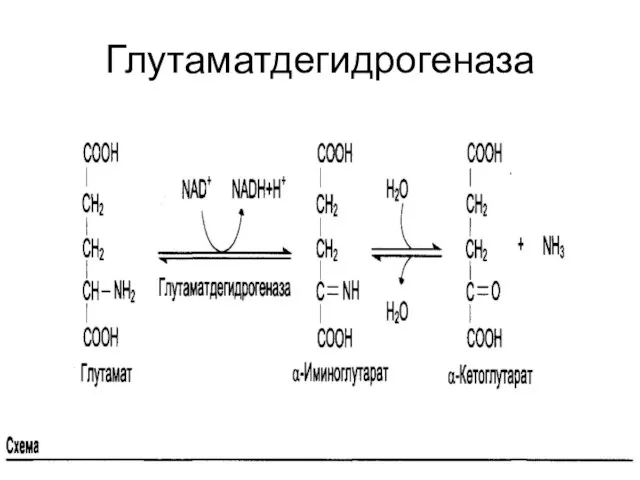 Глутаматдегидрогеназа