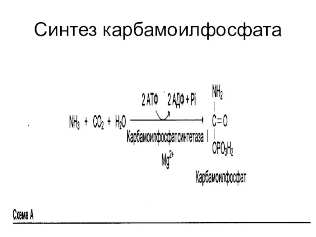 Синтез карбамоилфосфата