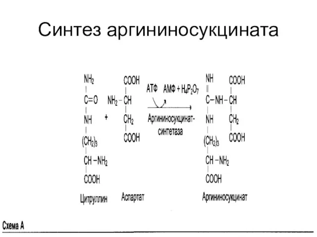 Синтез аргининосукцината