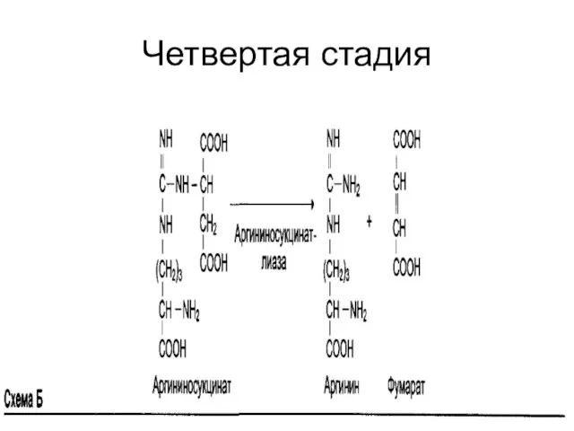 Четвертая стадия